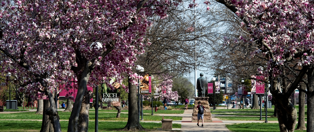 trees in bloom lining pathways