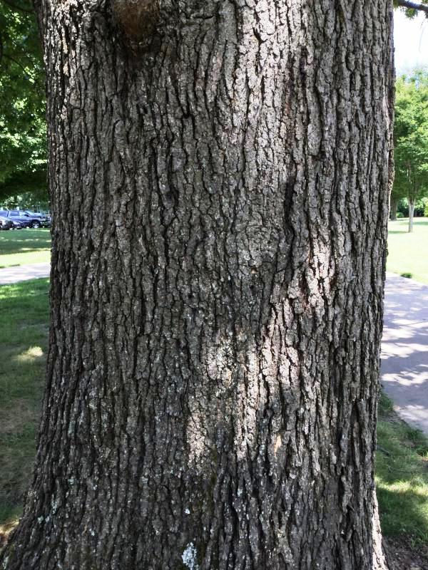 Tree 1027 bark