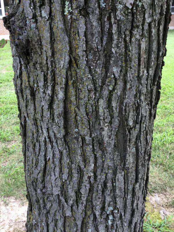 Tree 1056 bark