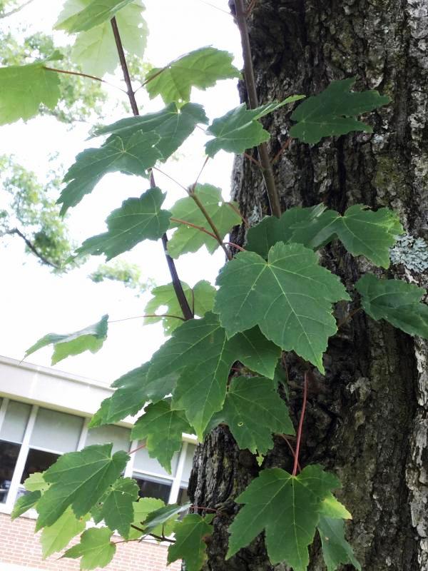 Tree 1056 leaf