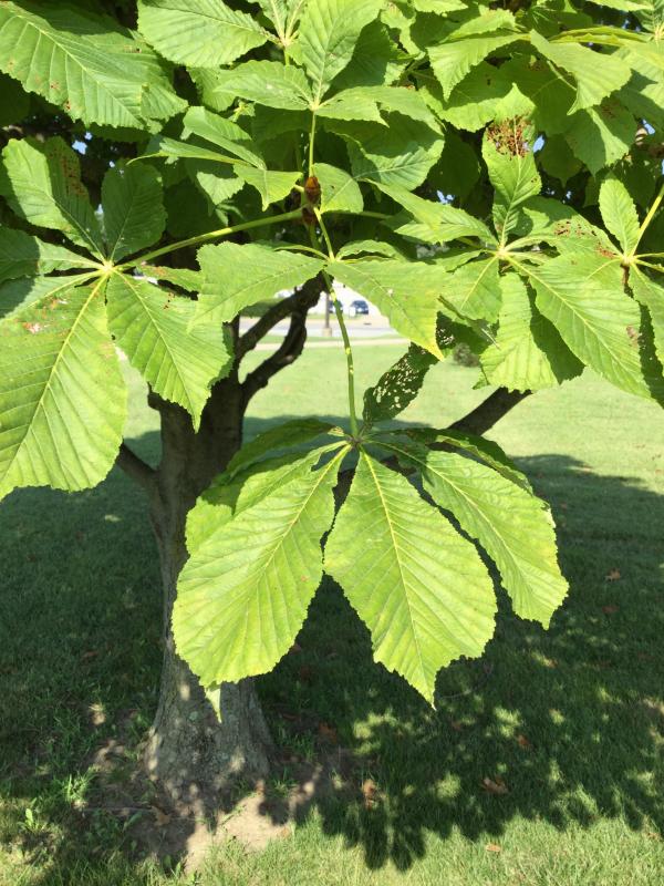 Tree 1122 leaf