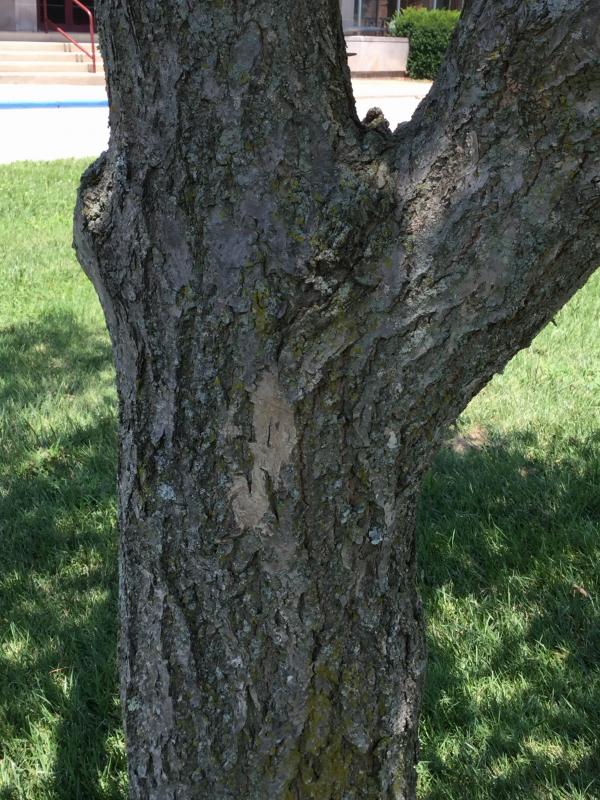 Tree 1298 bark
