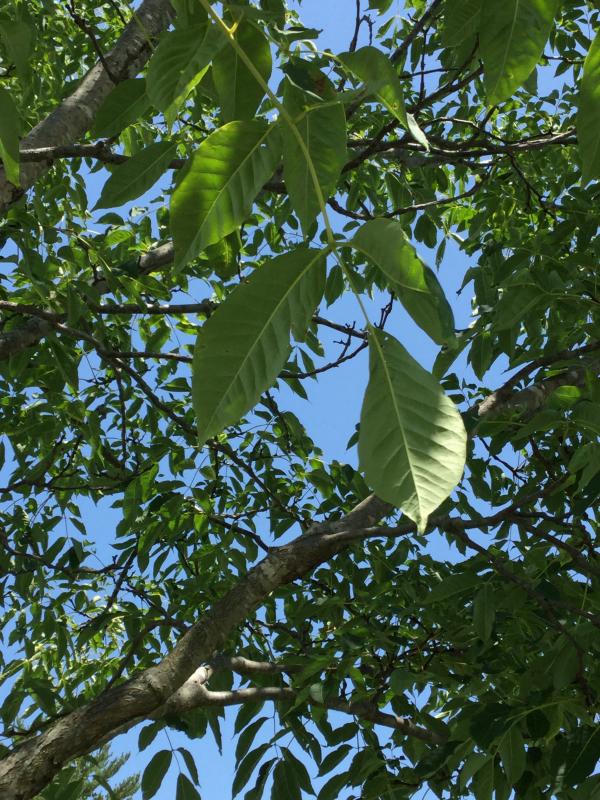Tree 1298 leaf