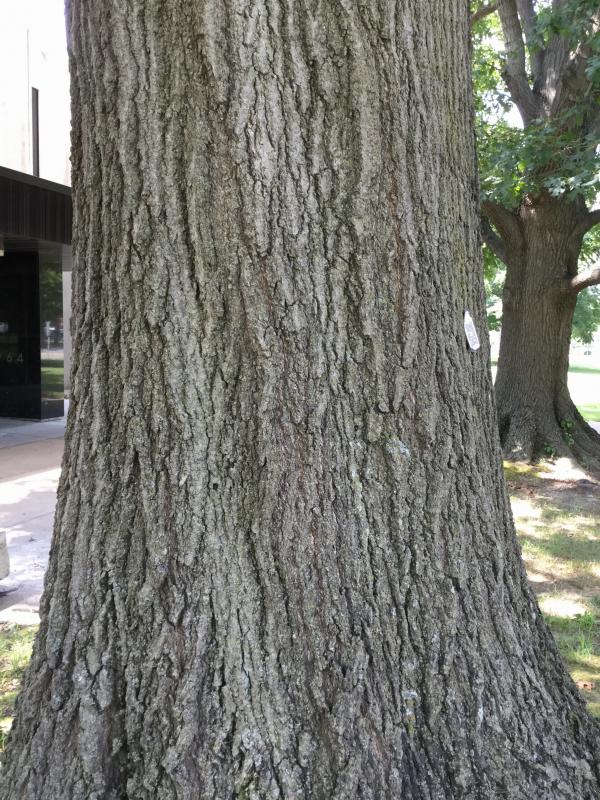 Tree 1451 bark