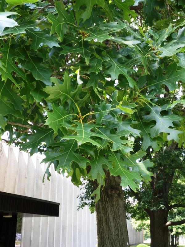 Tree 1451 leaf