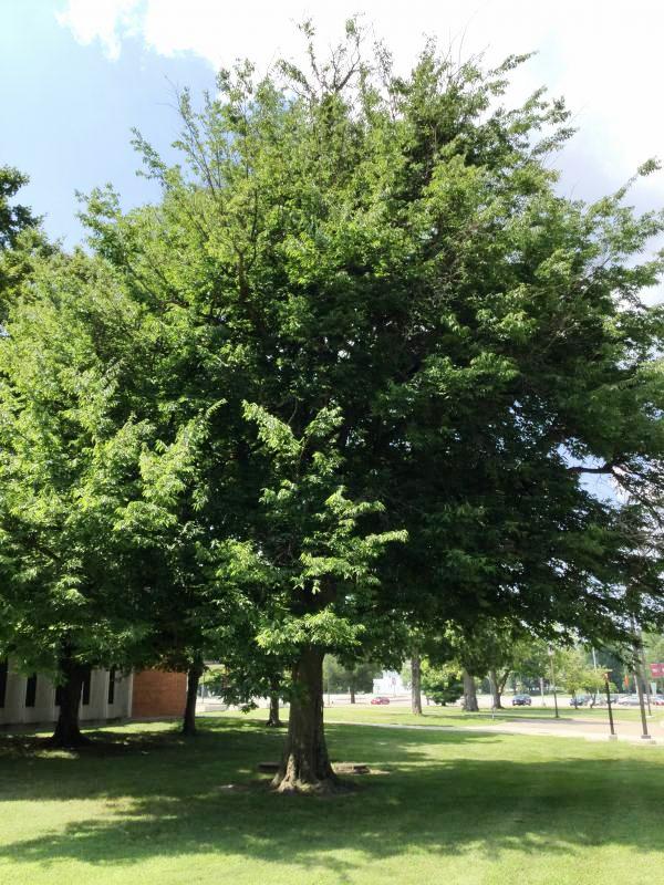 Tree 1453