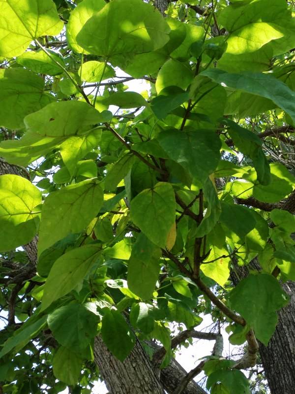 Tree 1469 leaf