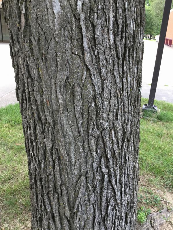 Tree 1554 bark