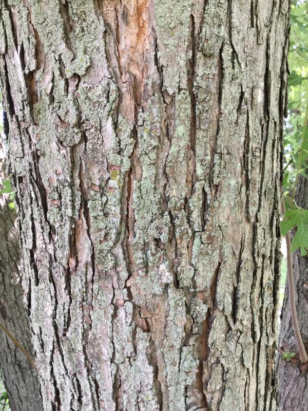 Tree 1649 bark