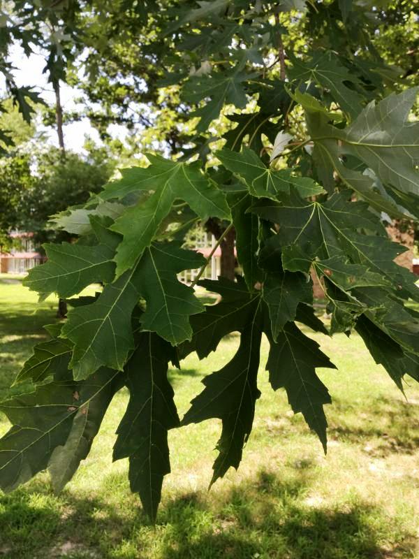 Tree 1649 leaf