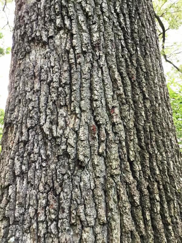Tree 1657 bark