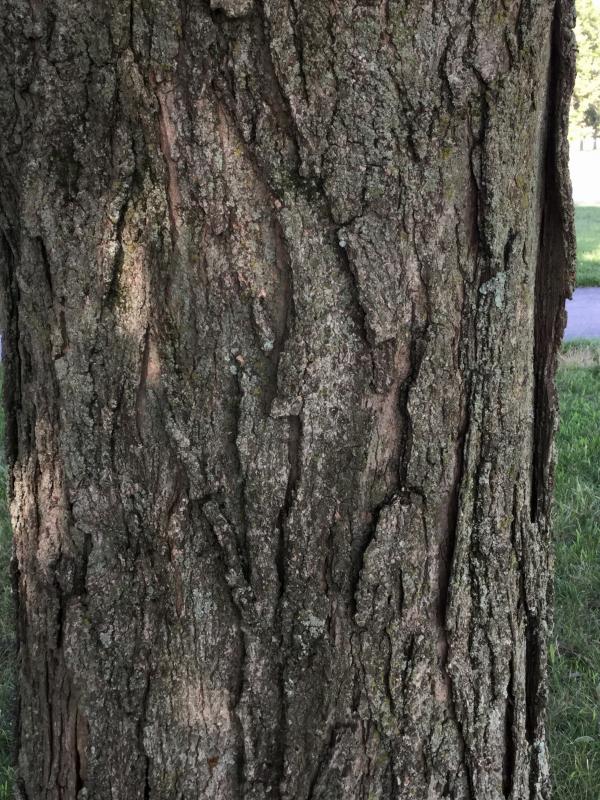 Tree 2136 bark