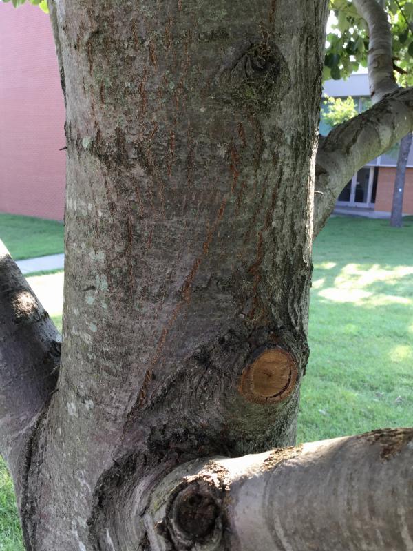 Tree 2250 bark