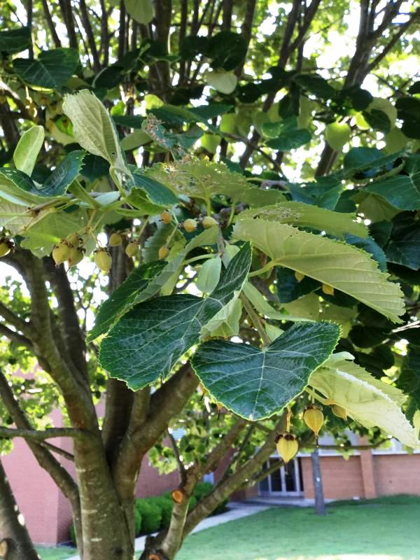 Tree 2250 leaf
