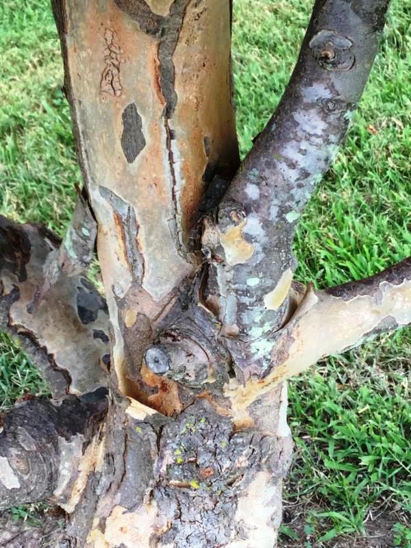 Tree 2612 bark