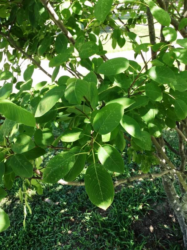 Tree 262 leaf