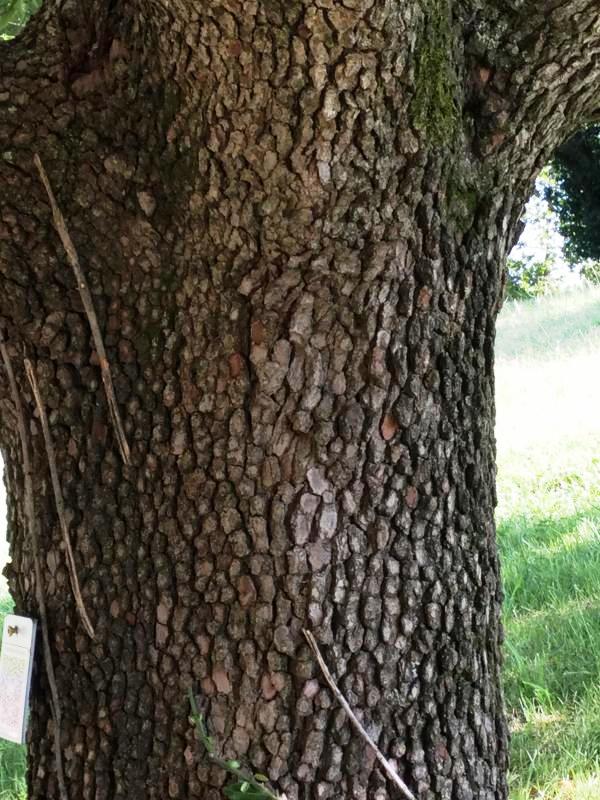 Tree 2681 bark