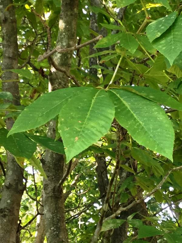 Tree 2682 leaf