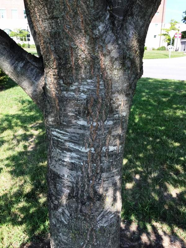 Tree 2687 bark