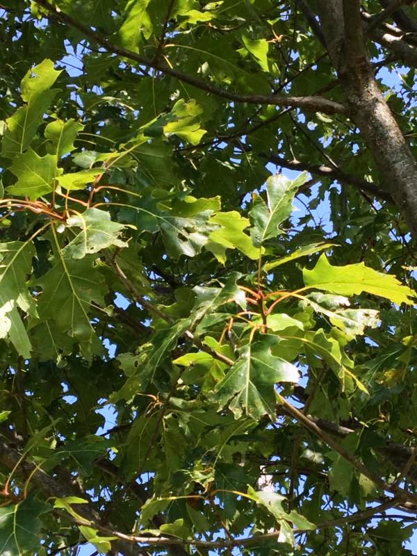 Tree 2687 leaf