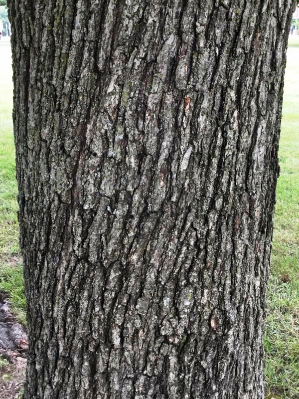 Tree 2871 bark