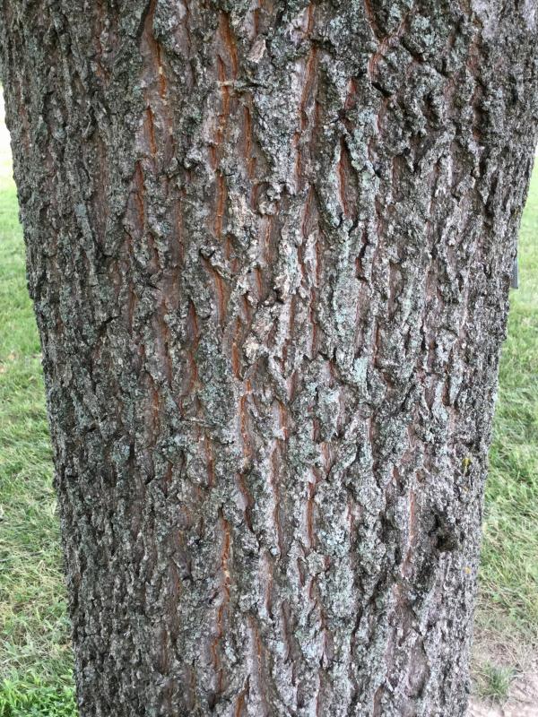 Tree 2872 bark