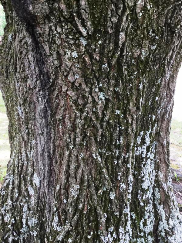 Tree 2890 bark