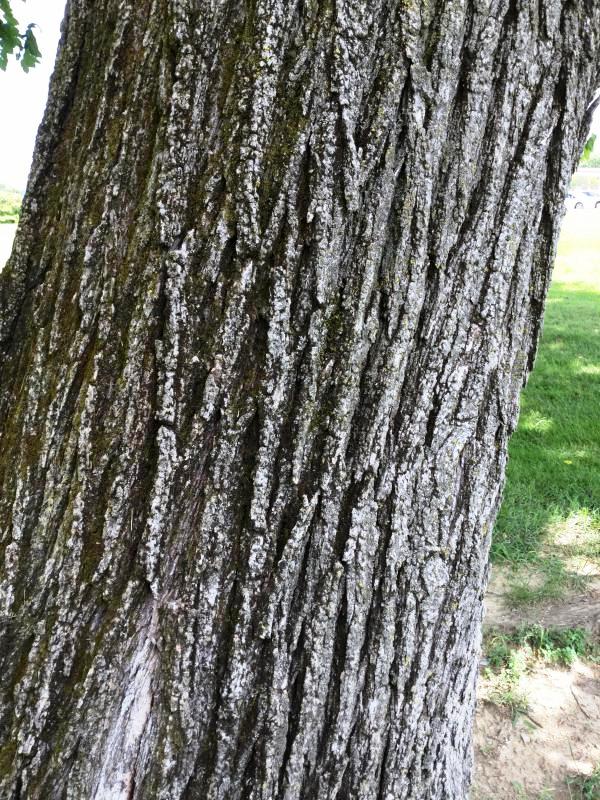 Tree 2891 bark