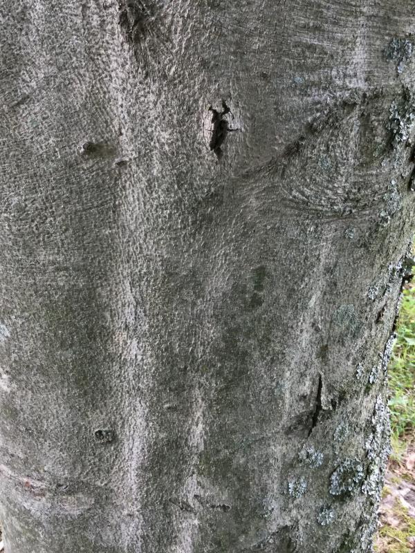Tree 3299 bark