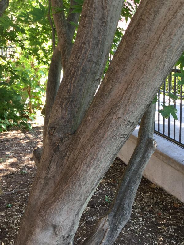 Tree 3428 bark