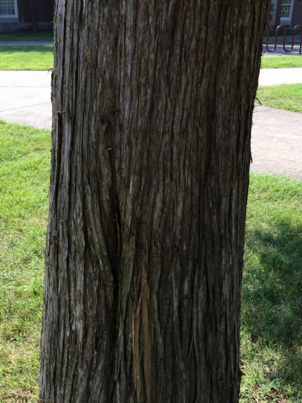 Tree 3467 bark