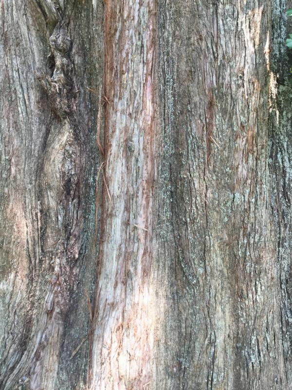 Tree 3477 bark