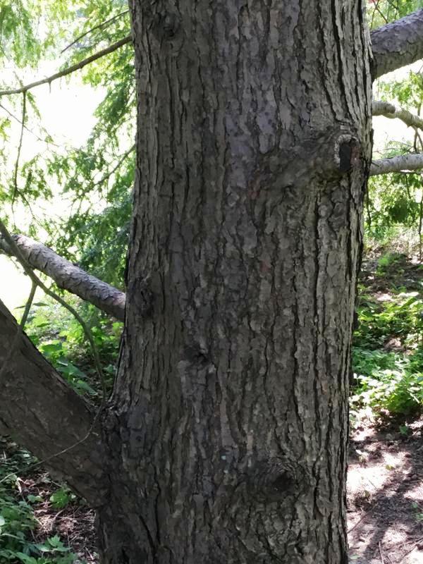 Tree 3482 bark