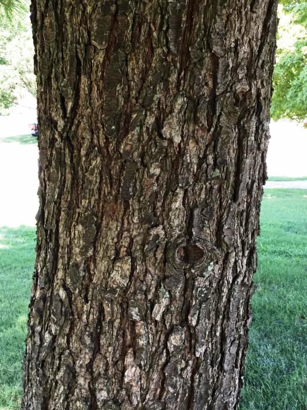 Tree 3580 bark