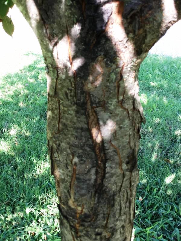 Tree 3587 bark