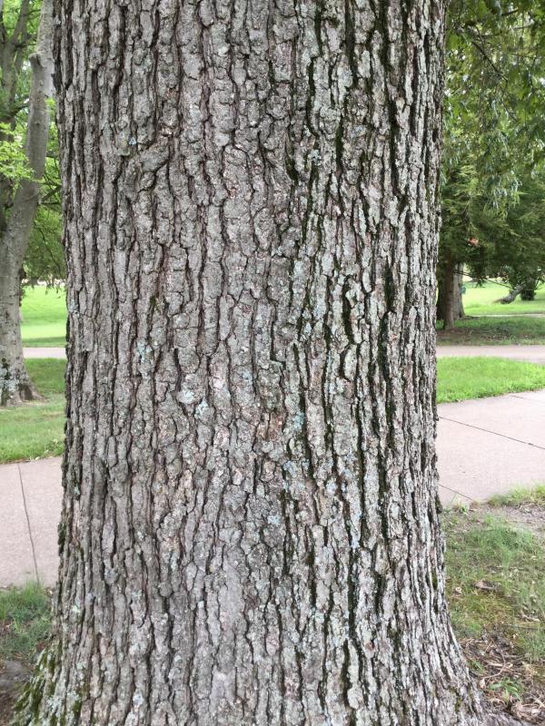 Tree 3690 bark