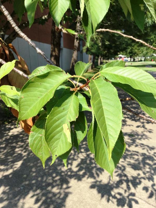 Tree 3708 leaf