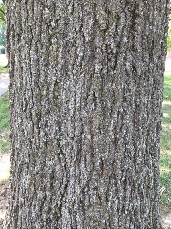 Tree 3710 bark