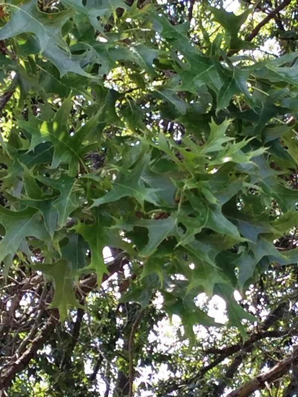 Tree 3710 leaf