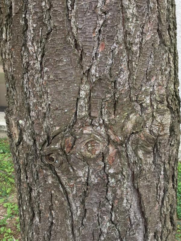 Tree 3712 bark