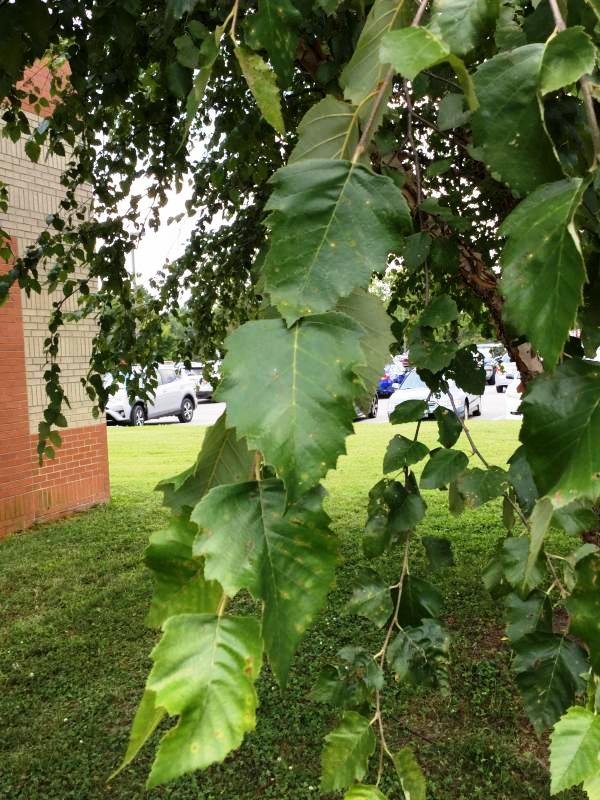 Tree 3751 leaf