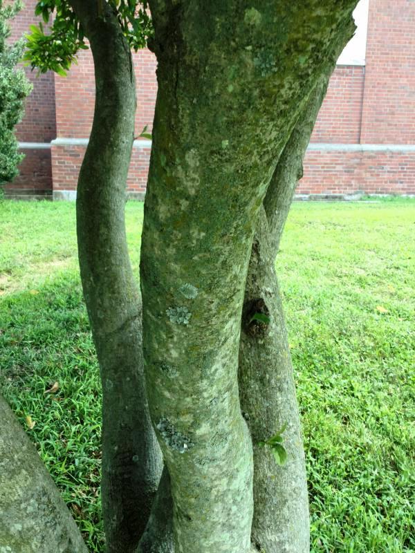 Tree 3914 bark