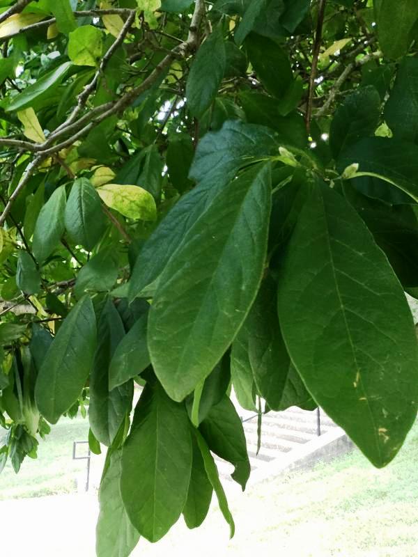 Tree 3914 leaf