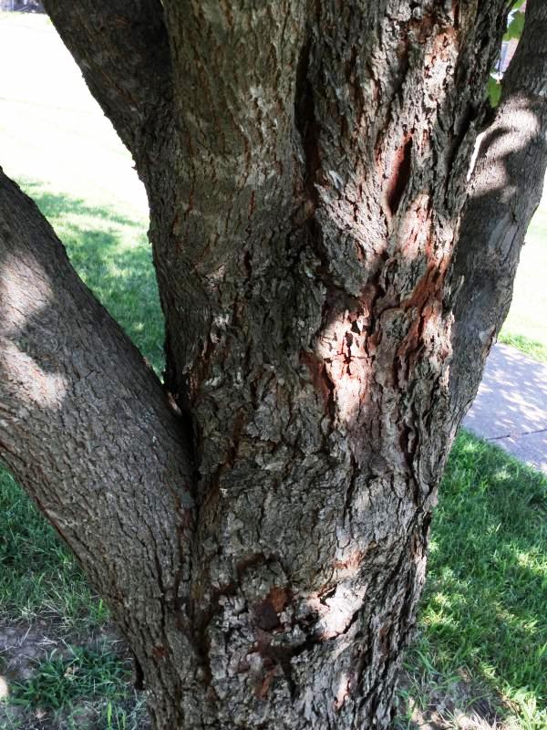 Tree 3955 bark