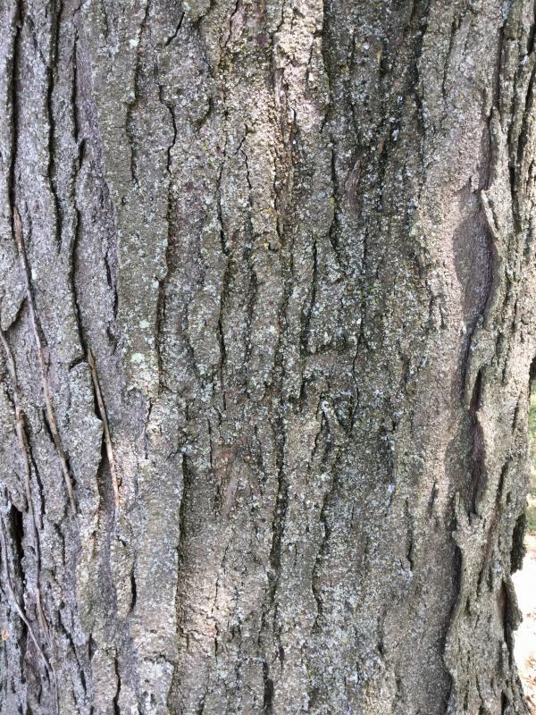 Tree 3917 bark