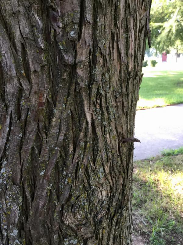 Tree 4017 bark