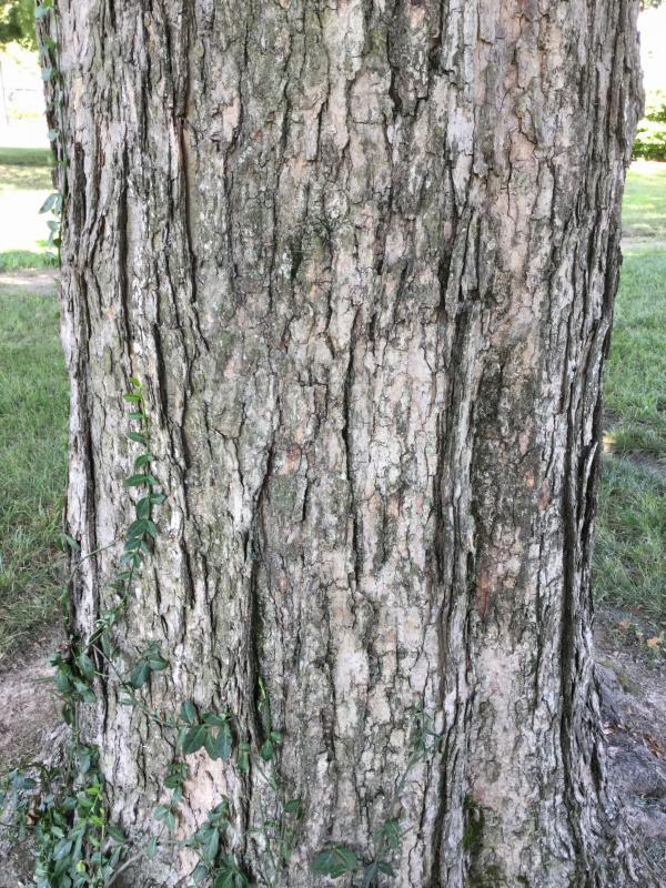 Tree 407 bark