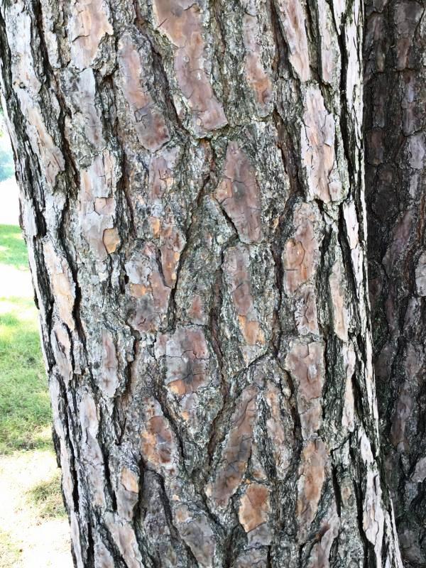Tree 4148 bark