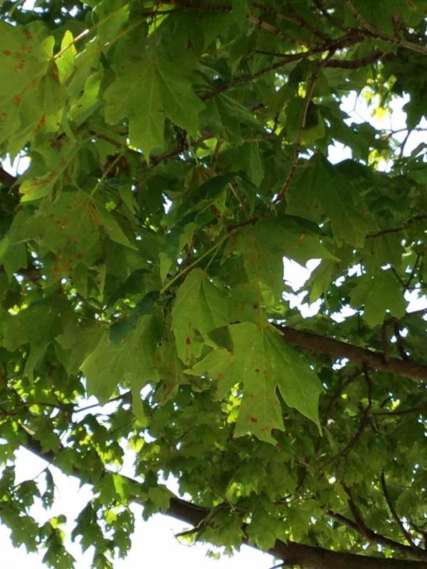 Tree 414 leaf