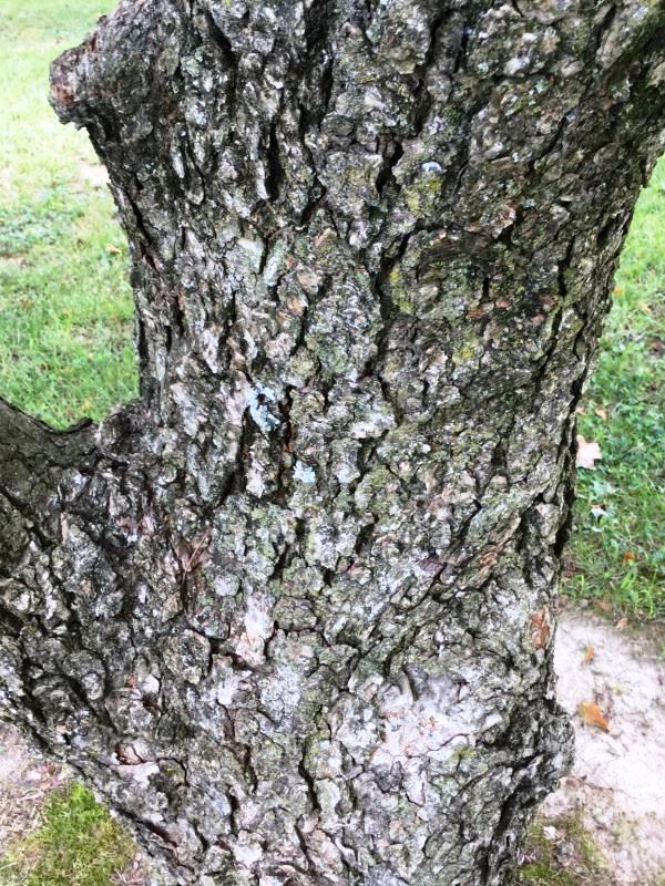Tree 4707 bark